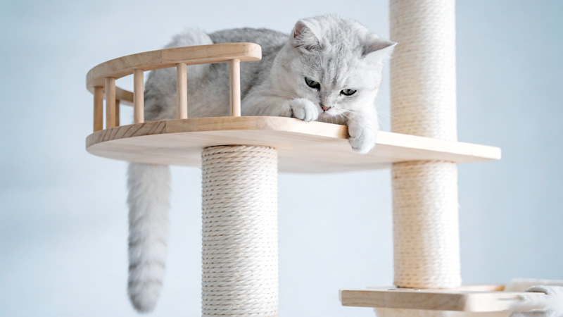 Why Quality Cat Furniture Matters for Pet Health